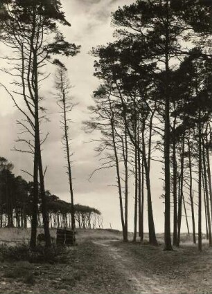 Darß. Darß-Wald nahe dem Weststrand