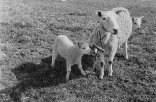 Mutterschaf mit Lämmern : Zwei Lämmer suchen die Nähe ihrer Mutter.