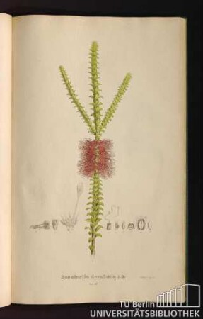 Tab. 56. Beaufortia decussata R. B.