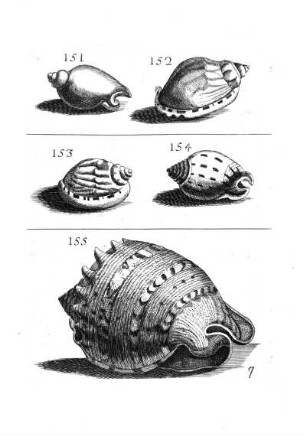 151. - 155.