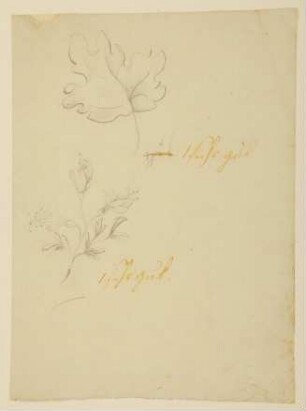 Ahornblatt und Fuchsienblüte