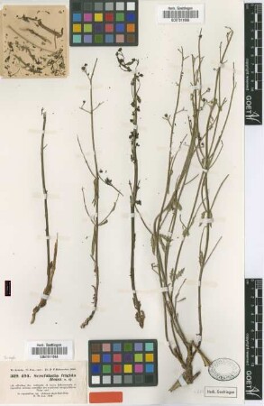 Scrophularia frigida Boiss. [type]