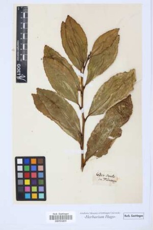 Cedro