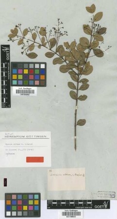 Aulomyrcia obtusa (Schauer) O.Berg var. O.Berg longipes[type]