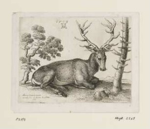Liegender Hirsch nach rechts