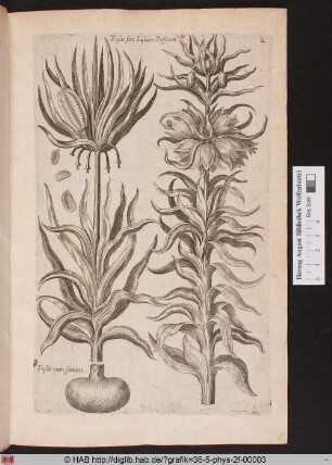 [Kaiserkrone]