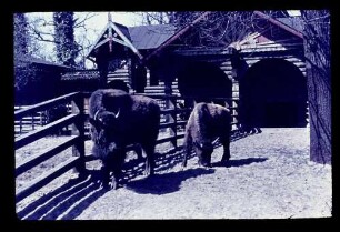 Zoo Bisons 25.4.54.