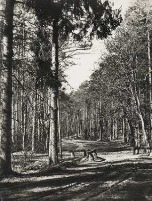 Altmark. Kiefernwald in der Letzinger Heide bei Colbitz