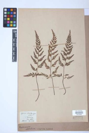 Asplenium adiantum-nigrum L.