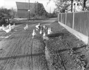 Radibor-Camina. Gänseschar auf der Dorfstraße