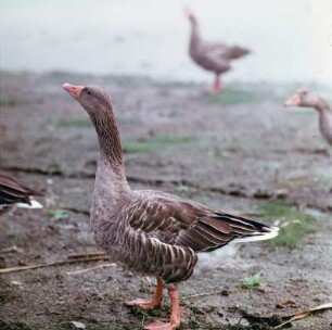 Graugans (Anser anser) : Graugans (Anser anser). aufgenommen am Ufer eines Moritzburger Gewässers, wohl am Großteich