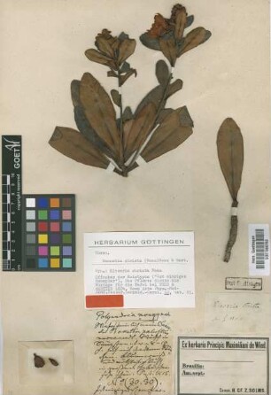 Kieseria stricta Nees [holotype]