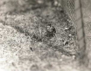 Singdrossel (Turdus philomelos Brehm) am Boden