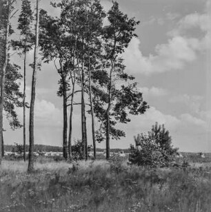 Landschaft bei Neschwitz : Neschwitz. Landschaftsaufnahme