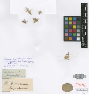 Triodia kerguelensis Hook.f. [isotype]