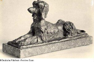 Afghanischer Windhund