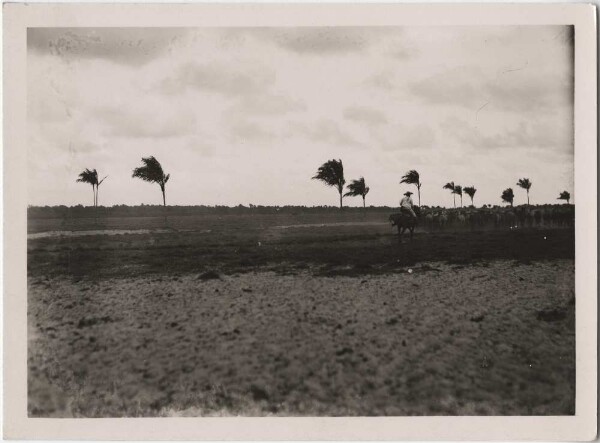 Steppe (Film: "Urwelt im Urwald")