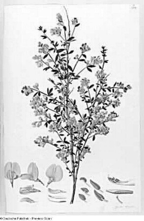 Genista triquetra, Blatt 38 : Genista triquetra, Blatt 38. Deckfarben, Feder. Aus: Plantae selectae vivis coloribus depictae. Band 10., erschienen 1850