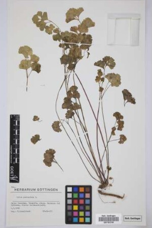Apium graveolens L.