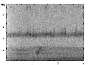 Ziegenmelker | Caprimulgus europaeus - Ruf