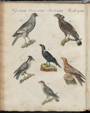 No. 63. Vögel. LXXI. Afrikanische Vögel.