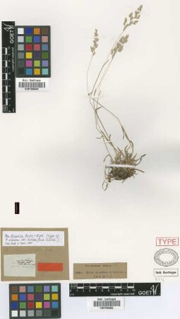 Poa alpina L. var. stolonifera Griseb.[holotype]