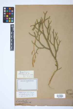 Lycopodium clavatum clavatum L.