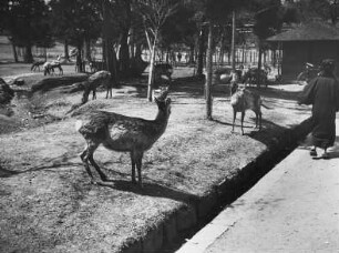 Nara. Heilige Rehe und Shikahirsche im Nara-Park
