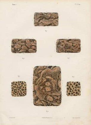 Mikroskopische Studie des Dünndarms