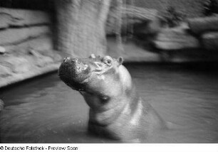 Nilpferd in einem Schwimmbecken