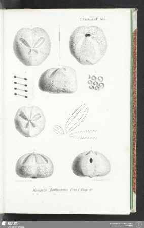 Pl. 883