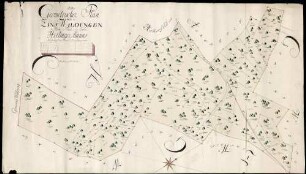 Dritter Geometrischer Plan über die Zins Waldungen bey Moos, am Thal und im Loch, Hertinger Banns