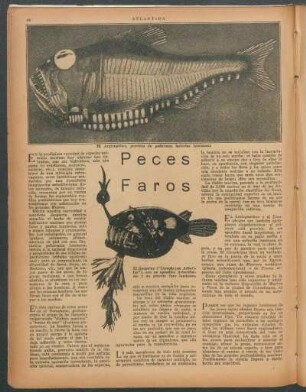 Peces faros