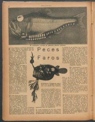 Peces faros