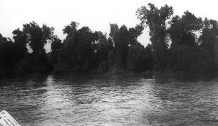 Rufidji- Ufer mit Bäumen, von Lianen überwuchert