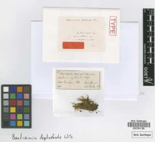 Bartramia leptodonta Wilson [isotype]