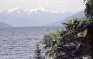 Bellagio: See, Richtung Norden, rechts Palmen