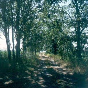 Darß. Baumbestandene Wanderwege auf dem Darß