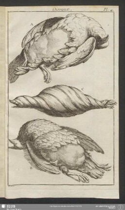 Pl. 4. Oiseaux
