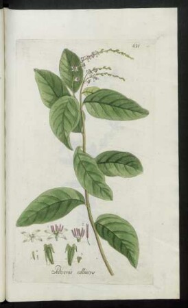 531. Petiveria alliacea