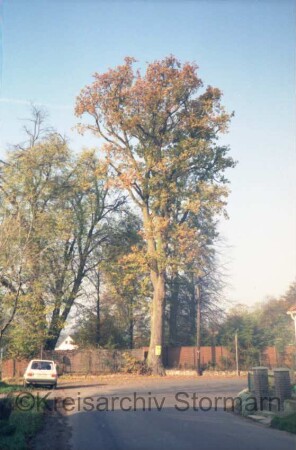 Straßenkurve: alter Eichenbaum