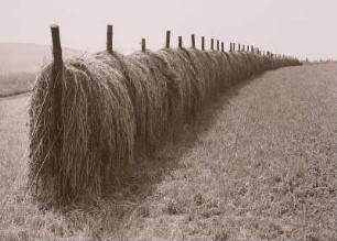 Foto, Meinersdorf