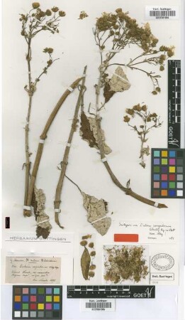Liabum corymbosum Sch.Bip. ex Klatt [isotype]
