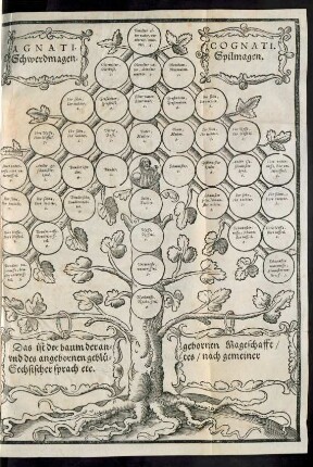 Agnati Schwerdmagen. Cognati Spilmagen.