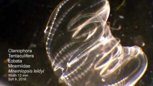 Mnemiopsis leidyi Sylt 2016