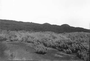 Lavastrom im Gebüsch : Blick auf einen Lavastrom der durch ein Gebüsch fließt. Im Hintergrund Berge.