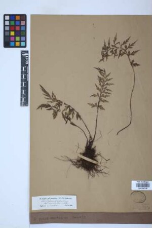 Asplenium praemorsum