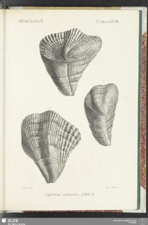 Pl. 581