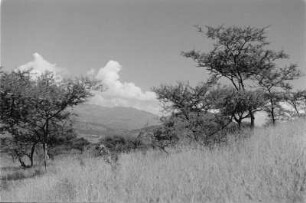 Becken-Landschaft zwischen Dessie und Debra Sina : Savannenlandschaft mit Bäumen