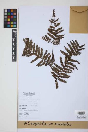 Alsophila orientalis (Kunze) R.M.Tryon